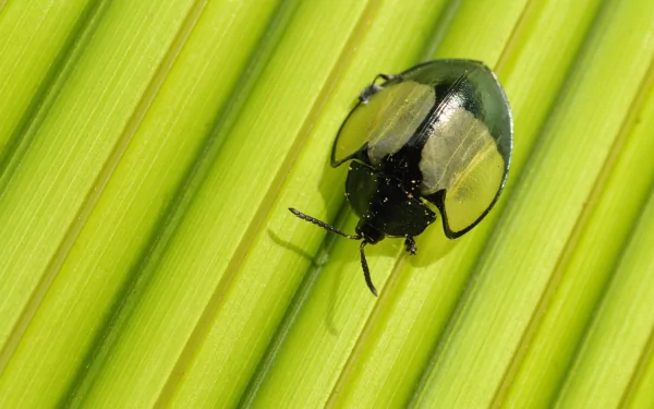 Animal insect HD Desktop Wallpaper | Background Image