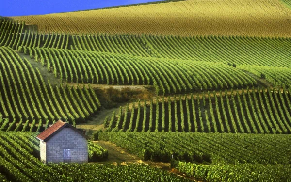 man made vineyard HD Desktop Wallpaper | Background Image