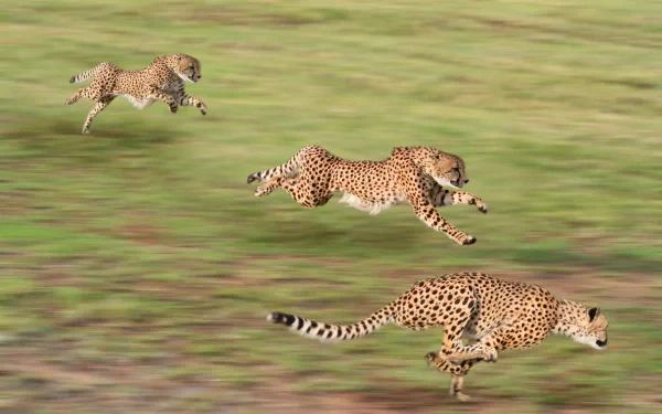 Three cheetahs sprinting across a grassy plain, captured in a high-definition image, creating a dynamic and energetic desktop wallpaper background.