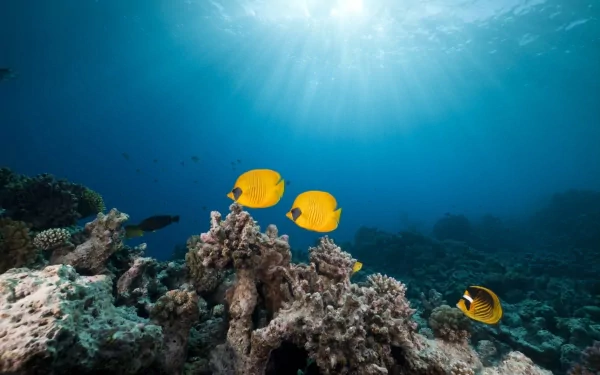 Underwater HD desktop wallpaper featuring vibrant yellow butterflyfish swimming above a coral reef in clear blue ocean water.