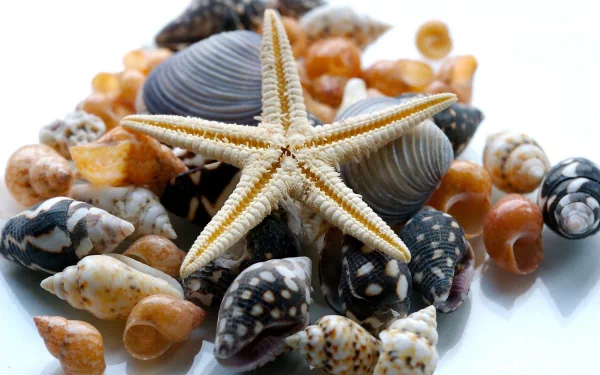 nature shell HD Desktop Wallpaper | Background Image