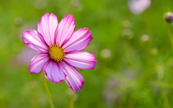 flower nature Cosmos (Plant) HD Desktop Wallpaper | Background Image