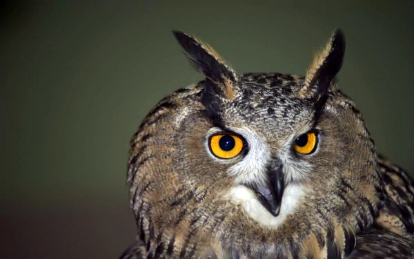 HD PC desktop wallpaper background of an animal — close-up of a great horned owl with piercing amber eyes against a soft green backdrop.