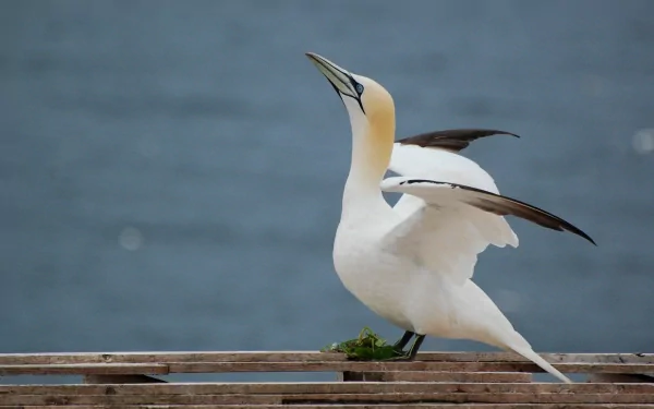 HD PC desktop wallpaper showing a northern gannet perched on a wooden pier, wings half-spread against a soft blue-gray sea background.
