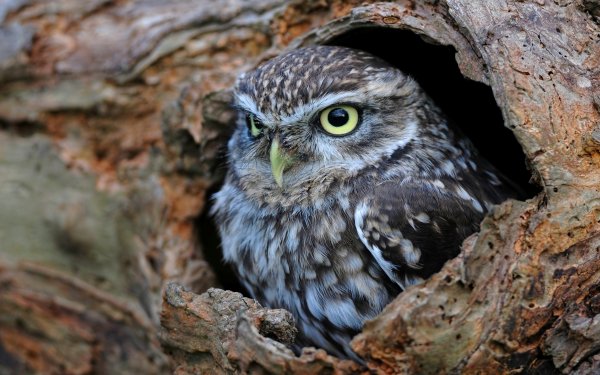 Animal Owl Birds Owls HD Wallpaper | Background Image