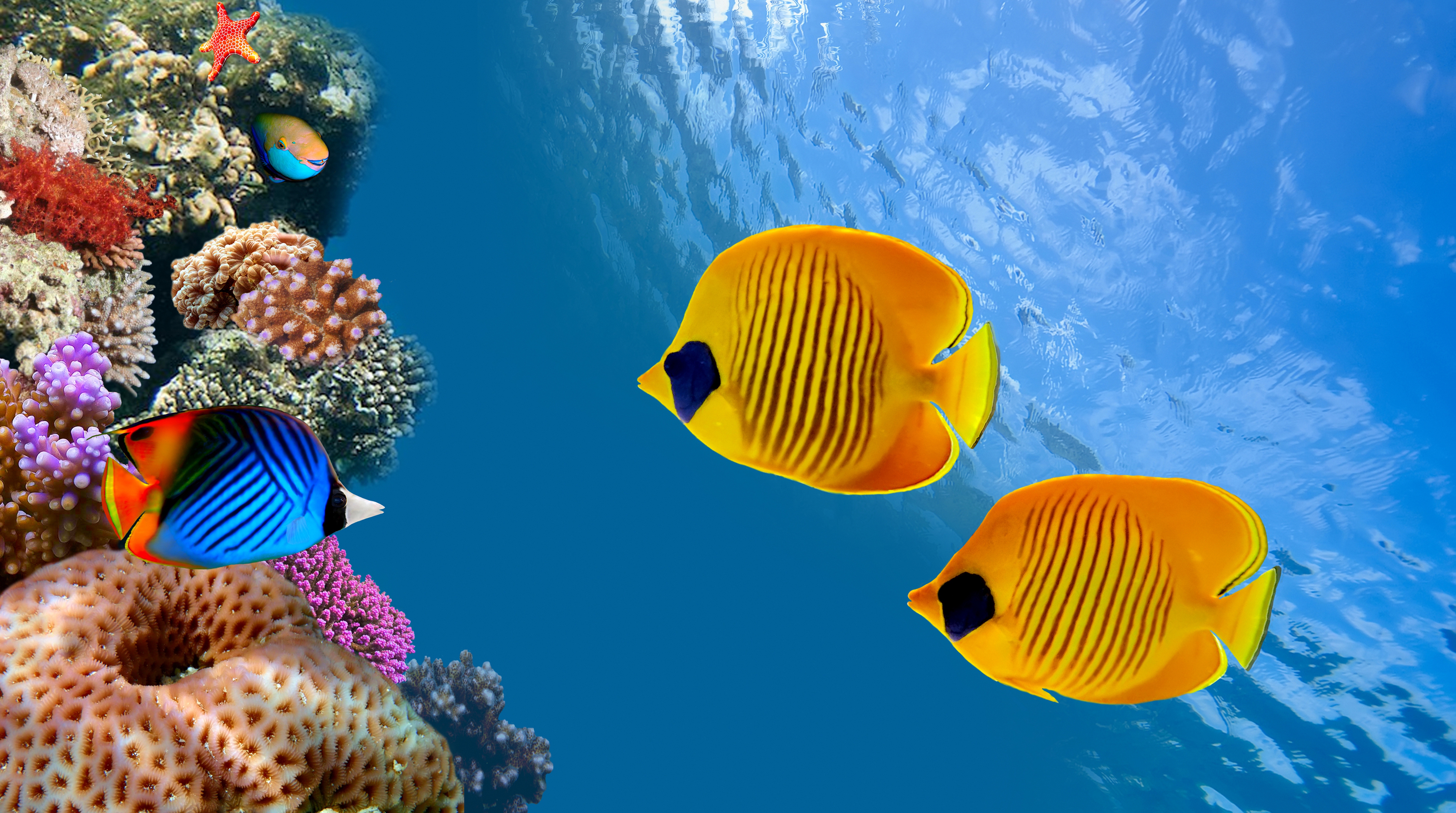 Underwater ocean scene with butterfly fish