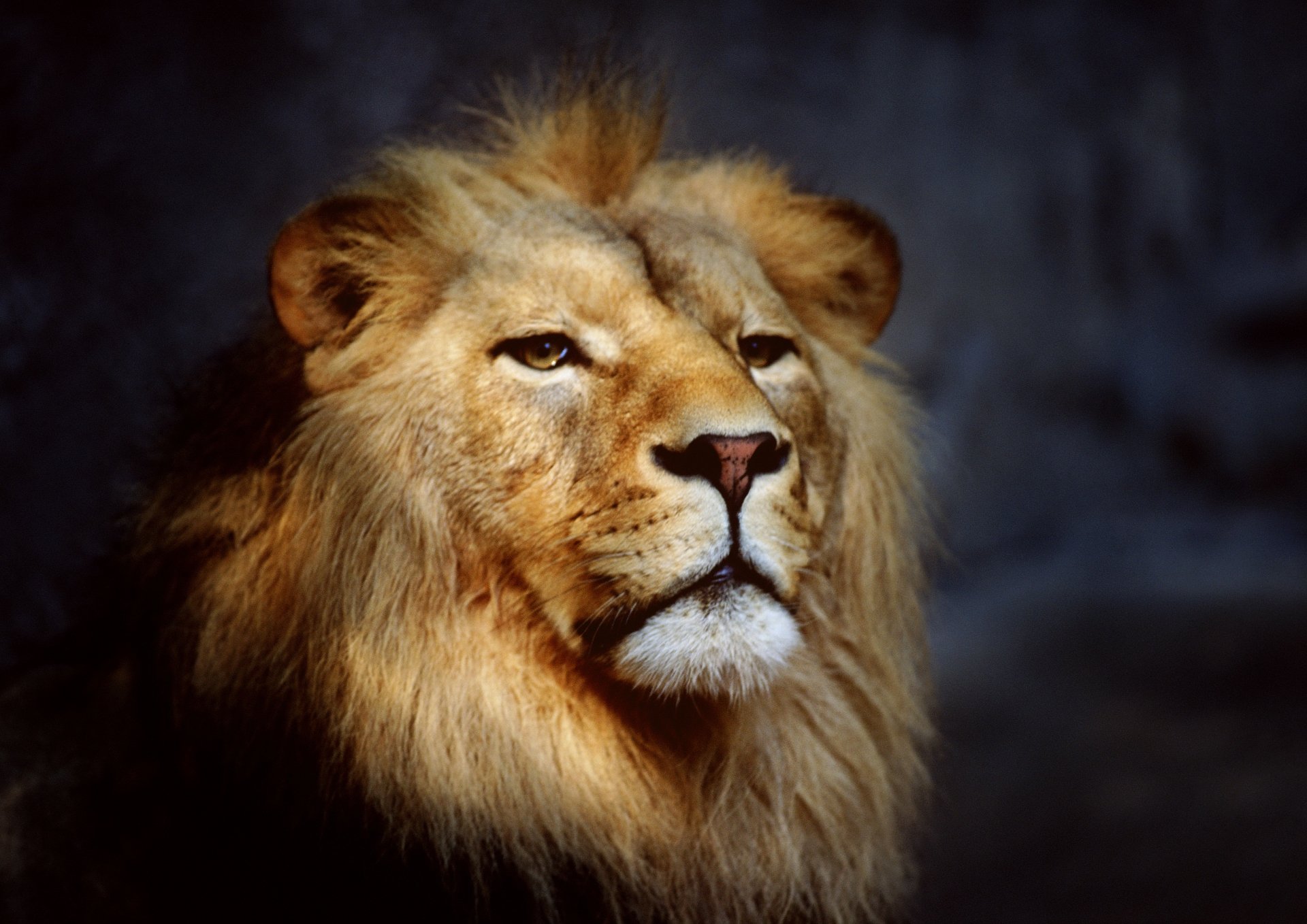 Lion 4k Ultra HD Wallpaper and Background Image | 4961x3508 | ID:351255