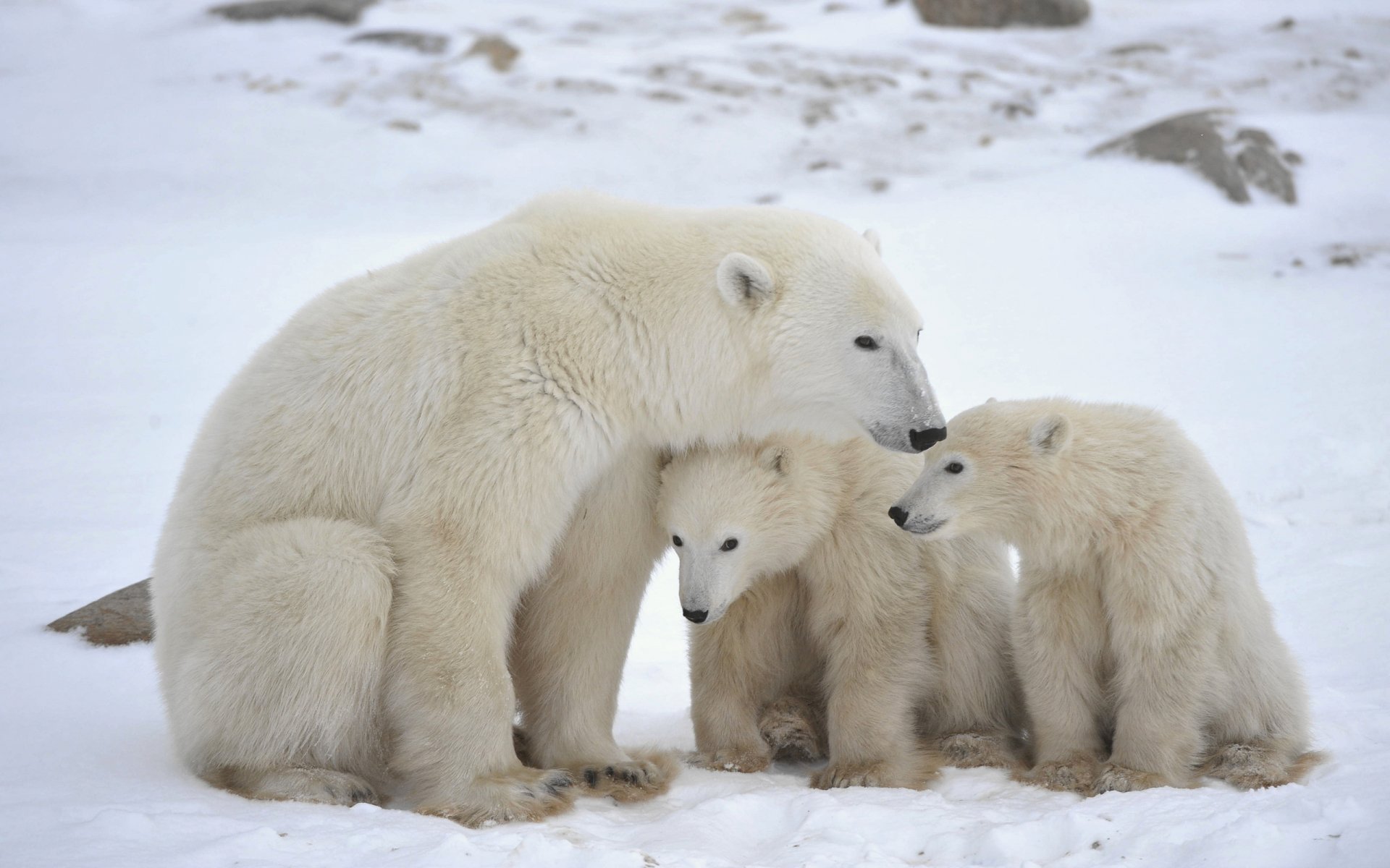 HD PC desktop wallpaper featuring a polar bear with two cubs in a snowy landscape, highlighting the bond between the animals.