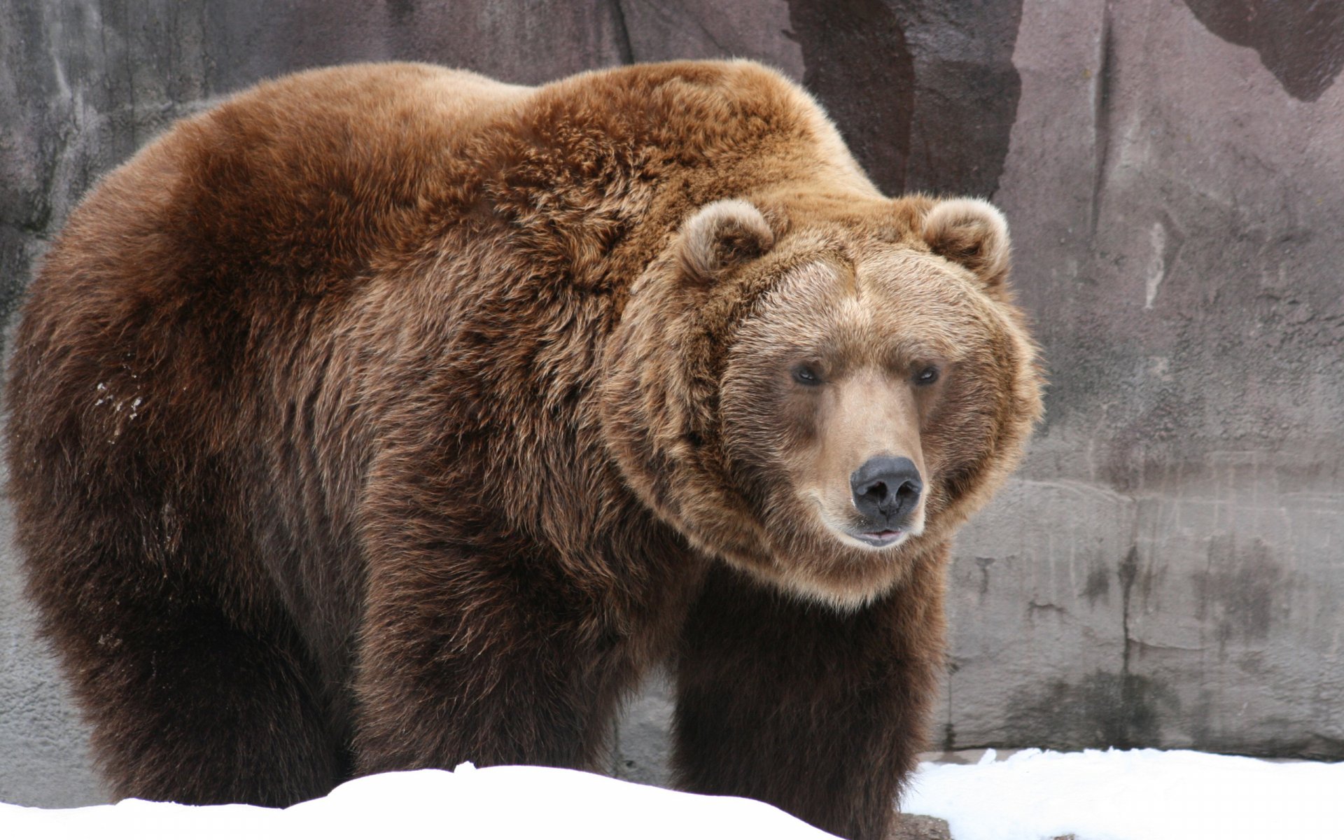 HD PC desktop wallpaper of a large brown bear standing on snow with a rocky background, showcasing detailed fur and a calm expression.