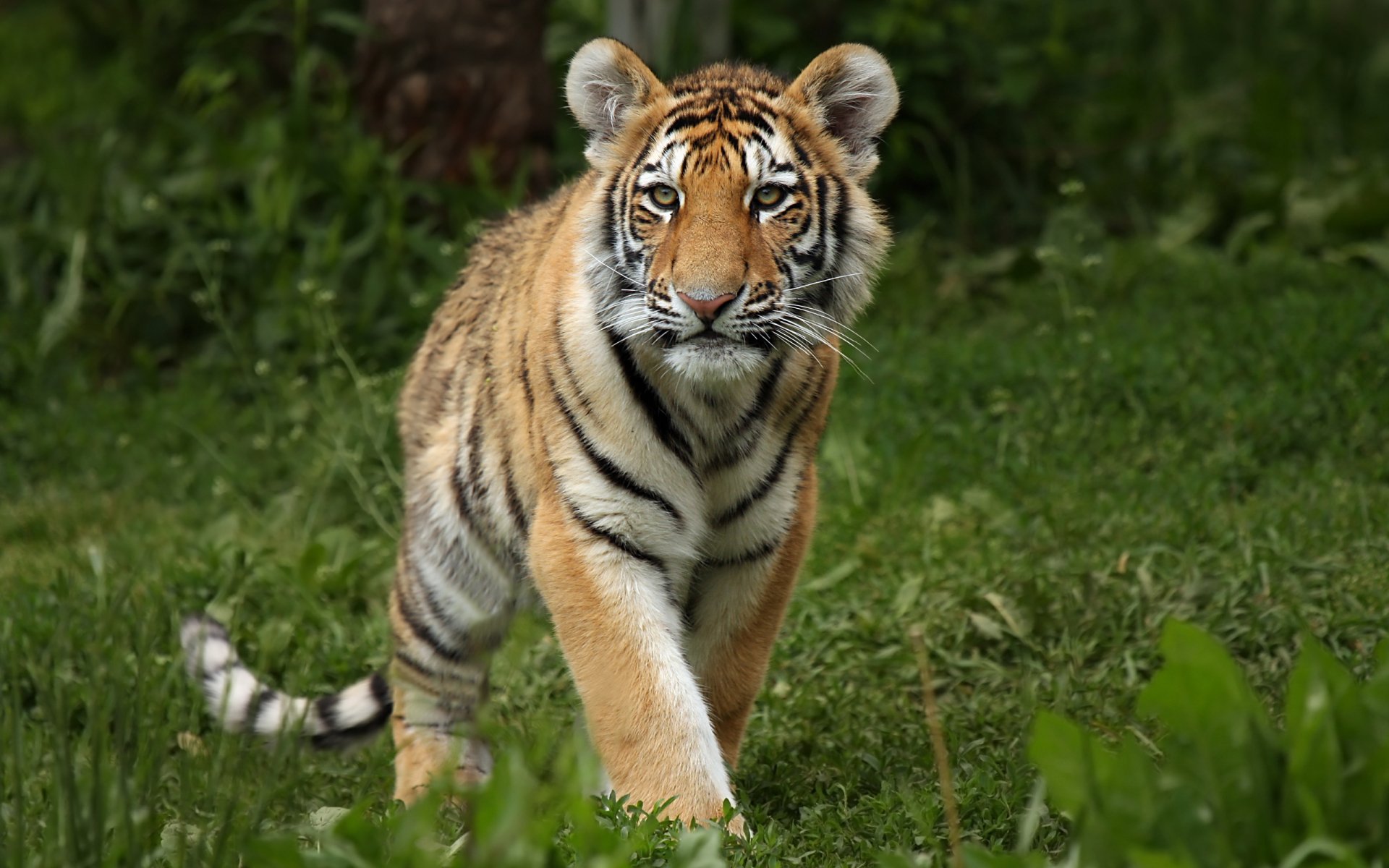 HD PC desktop wallpaper featuring a close-up of a tiger walking through lush green grass in its natural habitat.