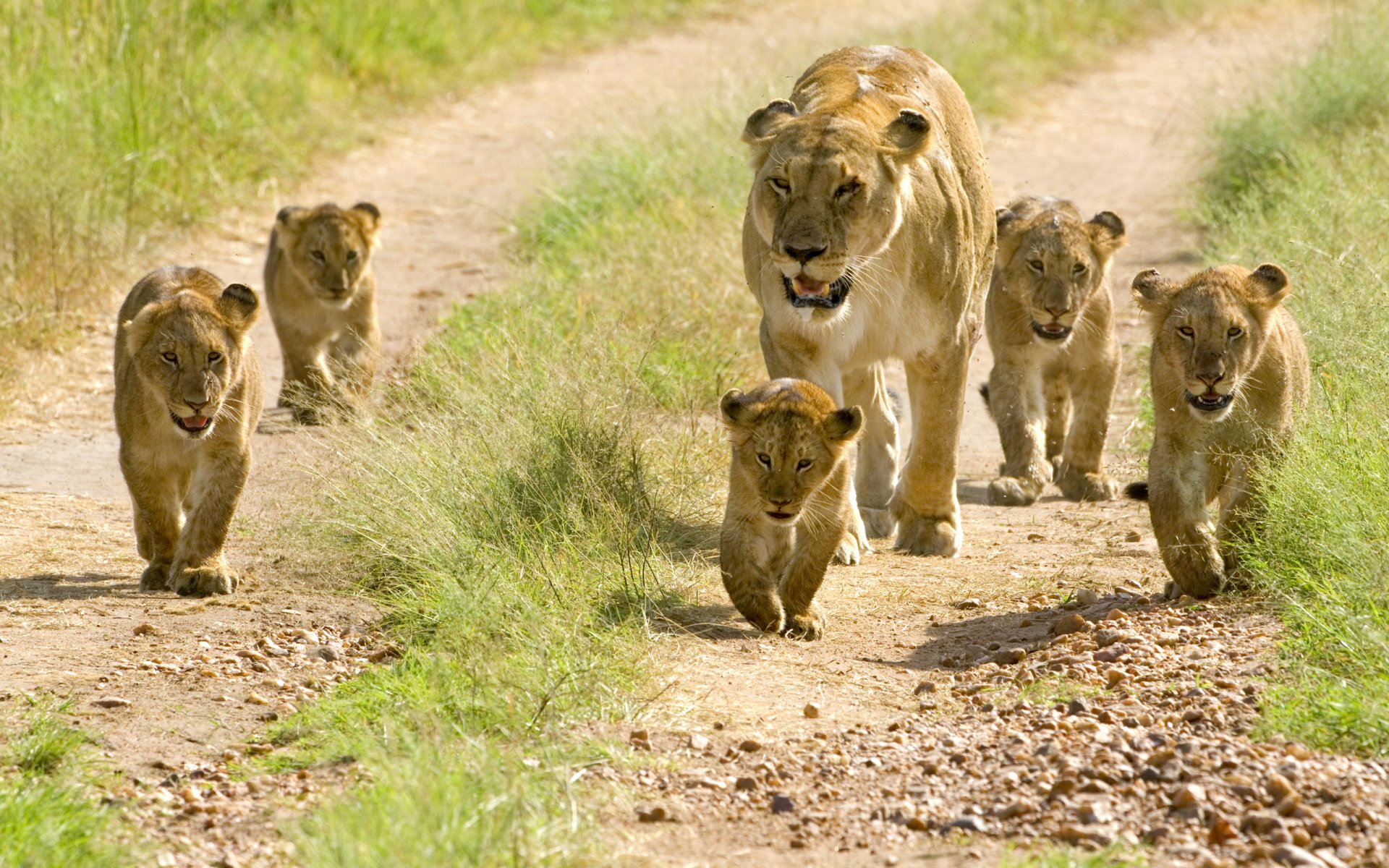 A lioness leads her playful cubs down a grassy path, capturing a moment of family bonding in the wild. This stunning image serves as an HD desktop wallpaper and background.