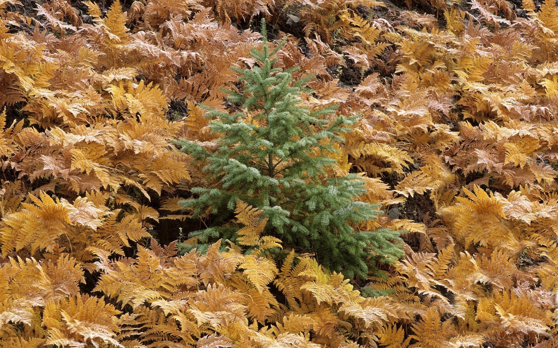 HD nature desktop wallpaper showing a small green pine tree surrounded by a dense layer of golden-brown fallen fern leaves in fall.