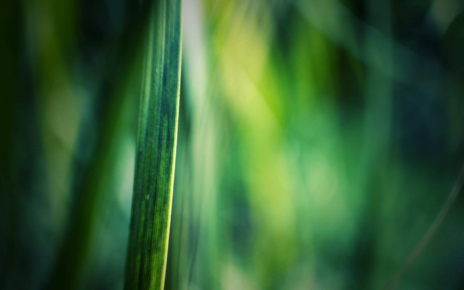 Download Artistic Green HD Wallpaper
