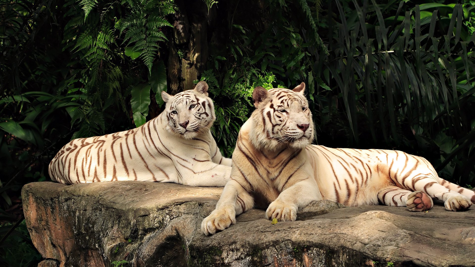 HD desktop wallpaper featuring two majestic white tigers resting on a rock amid lush green foliage.