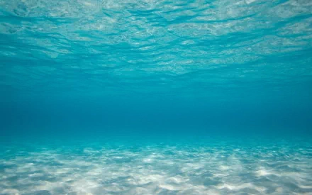 nature underwater HD Desktop Wallpaper | Background Image