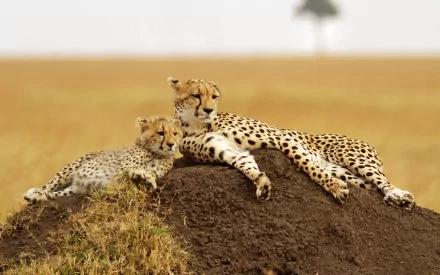 Two cheetahs relax on a mound in a golden grassy landscape, showcasing their unique spotted coats and serene presence, creating a stunning HD wallpaper background for your desktop.