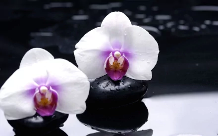 HD desktop wallpaper featuring two white orchids with purple centers resting on smooth black stones against a dark, reflective water background, capturing serene nature beauty.