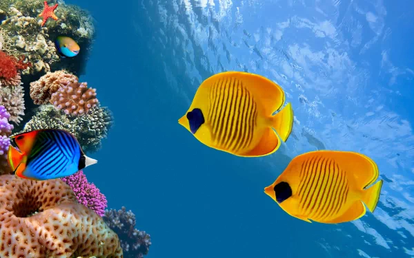  Underwater ocean scene with butterfly fish