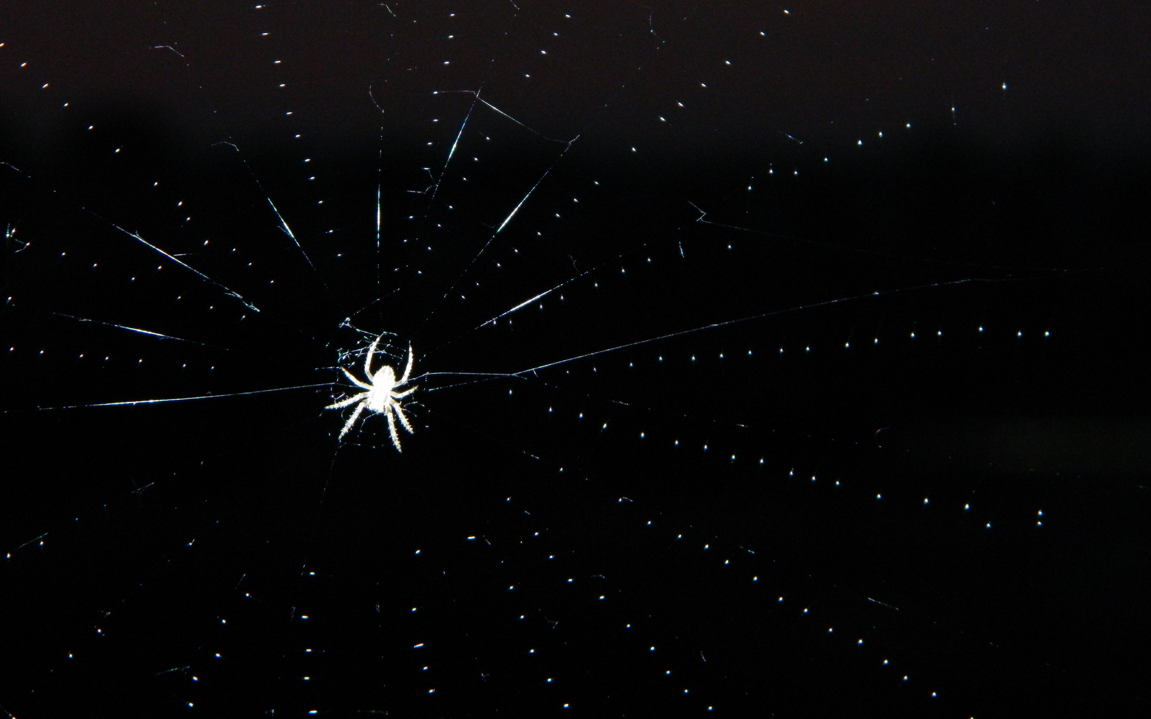 Spider Wallpaper