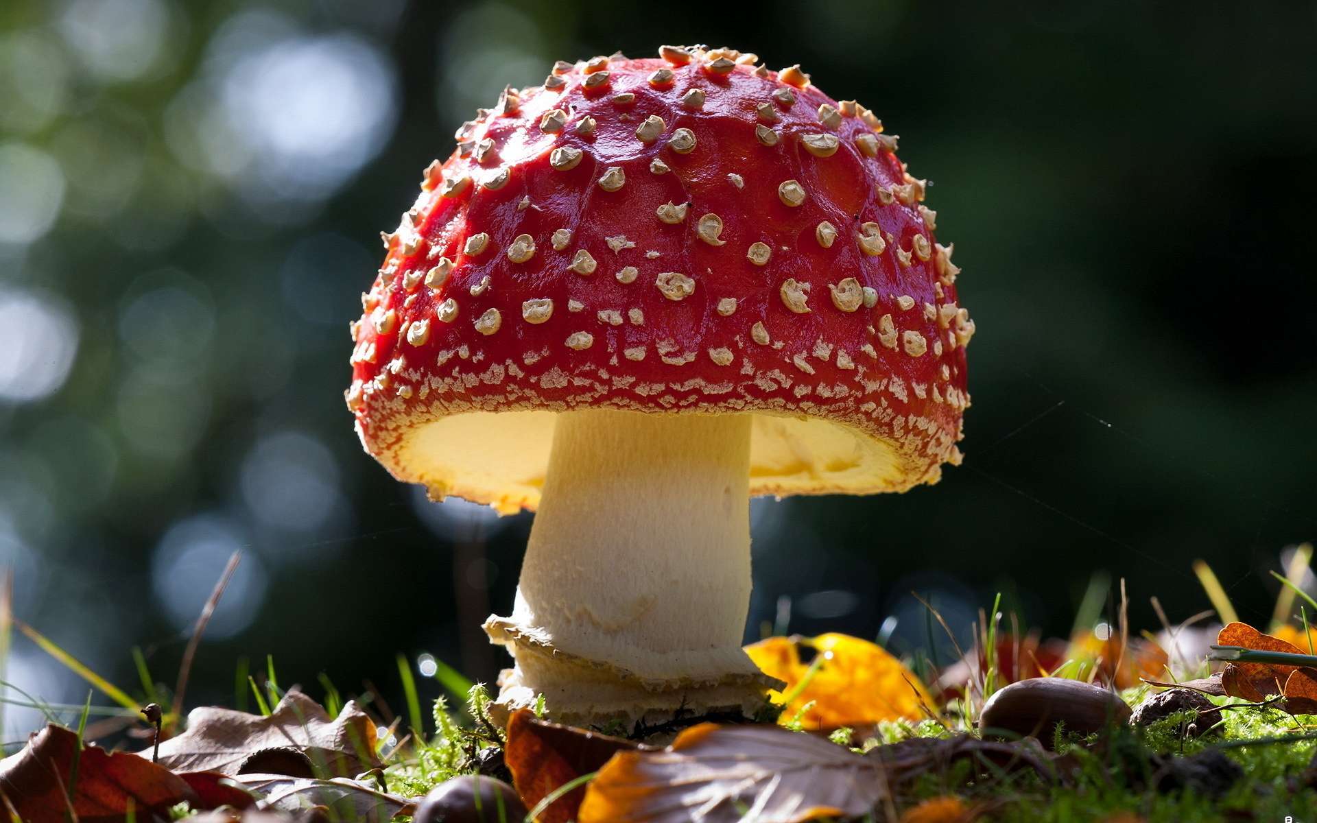 Mushroom HD Wallpaper | Background Image | 1920x1200 | ID:352691