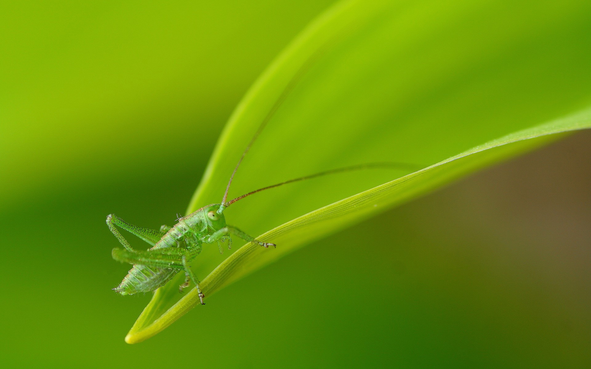 Animal Grasshopper HD Wallpaper