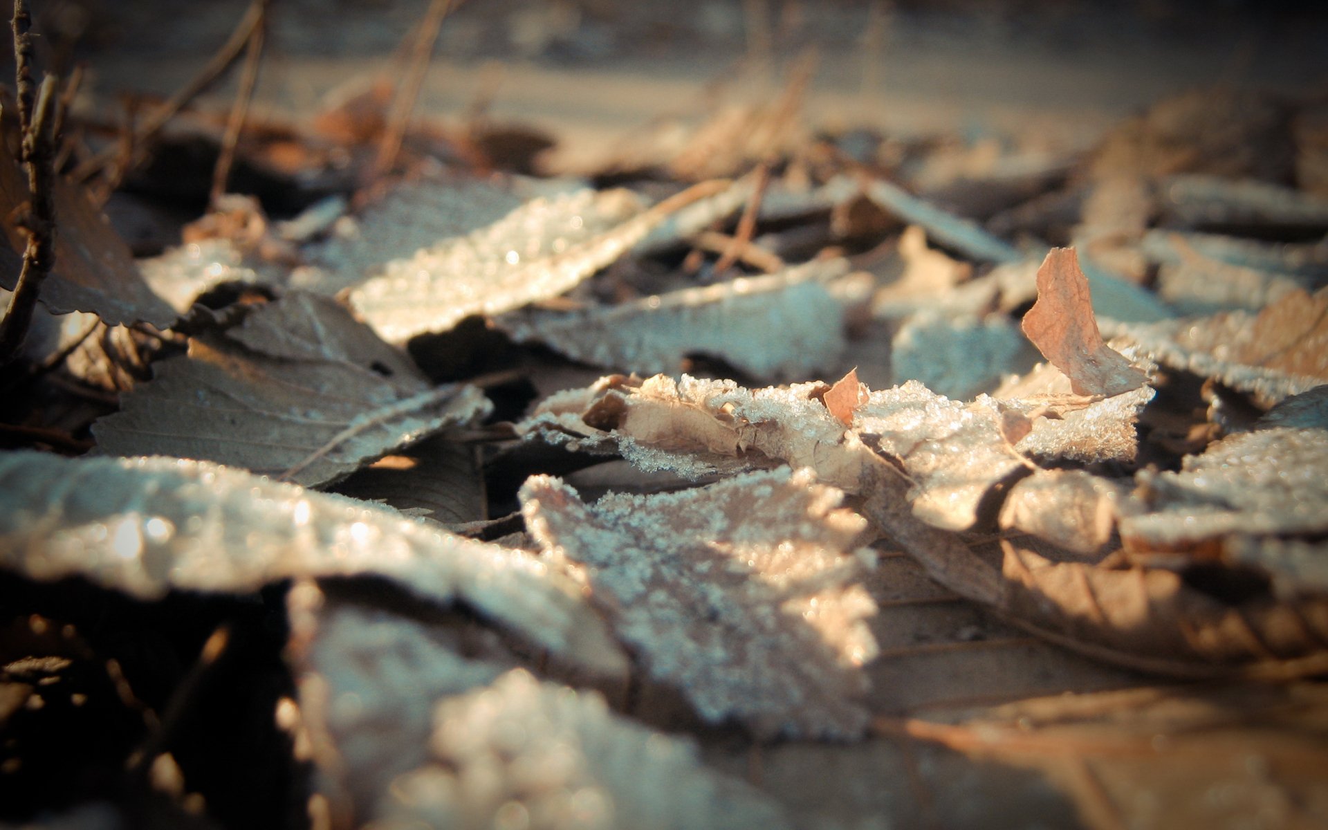 Download Nature Leaf HD Wallpaper