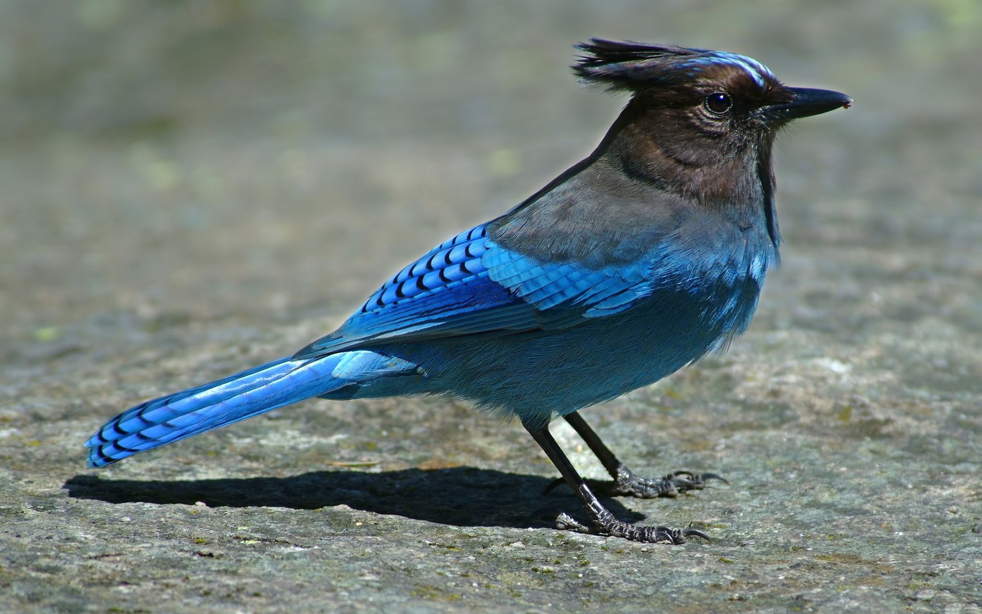 Vibrant blue-crested bird (animal, bird) with iridescent blue wings and tail standing on a sunlit rock — HD PC desktop wallpaper background.