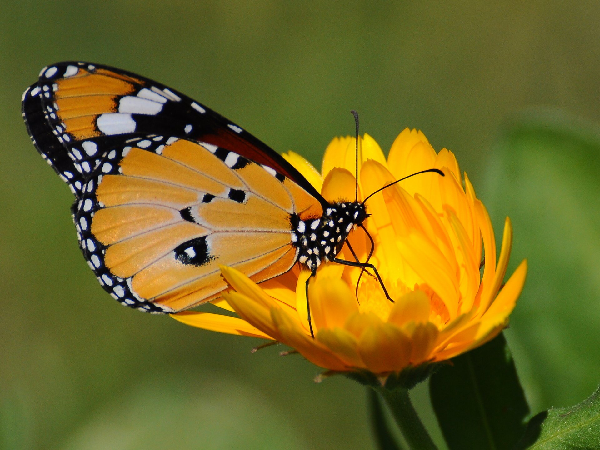 Download Animal Butterfly HD Wallpaper