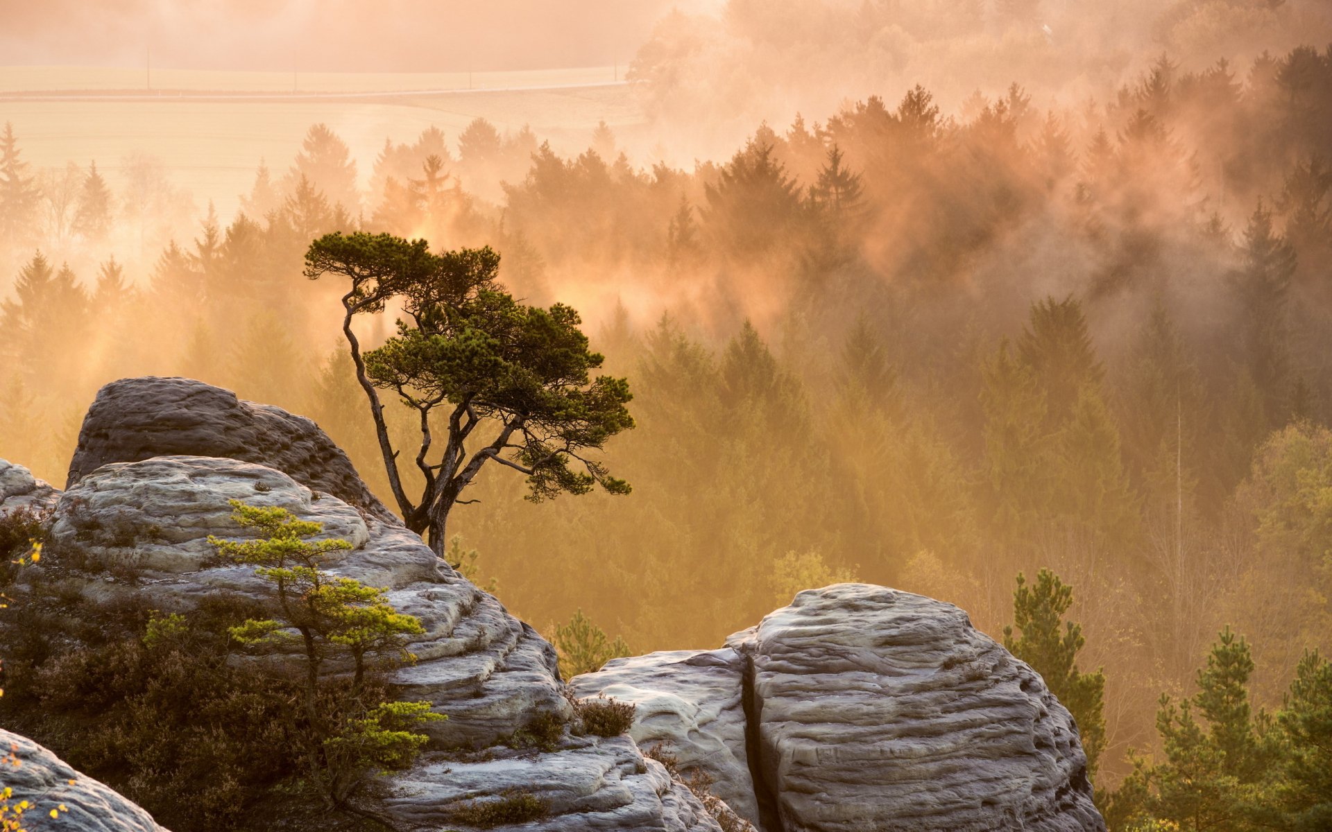 A serene landscape features a solitary tree atop rocky formations, surrounded by misty forests at sunrise, showcasing the beauty of nature in a high-definition desktop wallpaper.