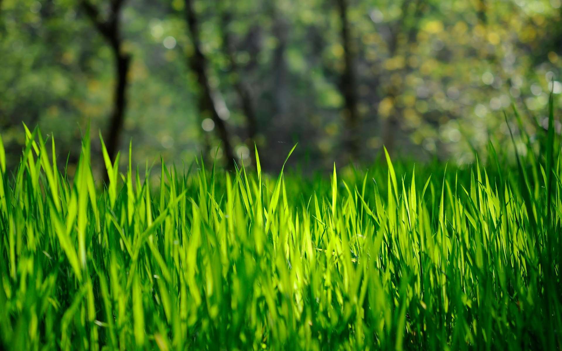 Grass Full HD Wallpaper and Background Image | 1920x1200 | ID:352686