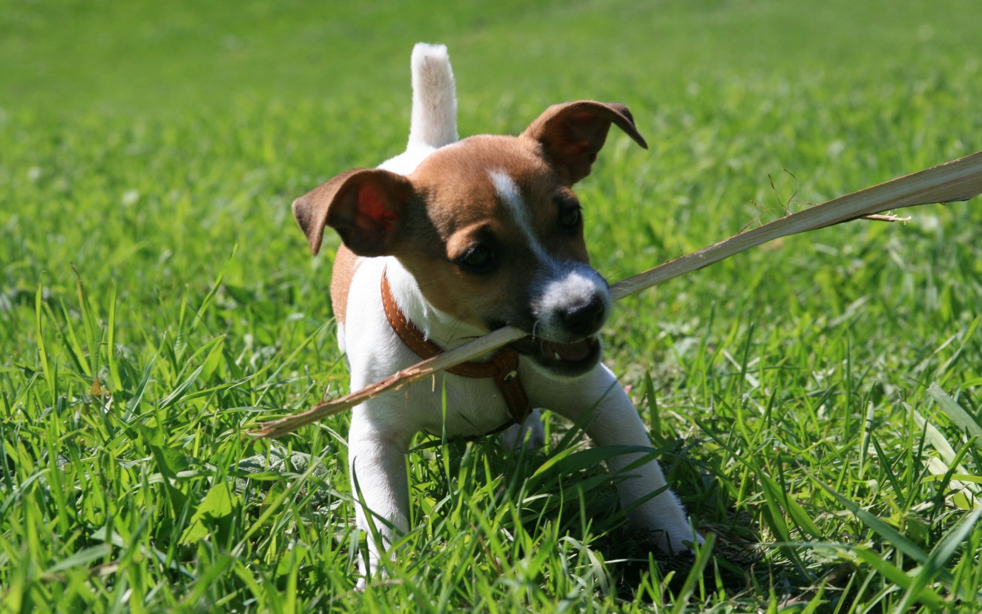 Download Animal Dog HD Wallpaper | 2560x1600 | Wallpaper Abyss
