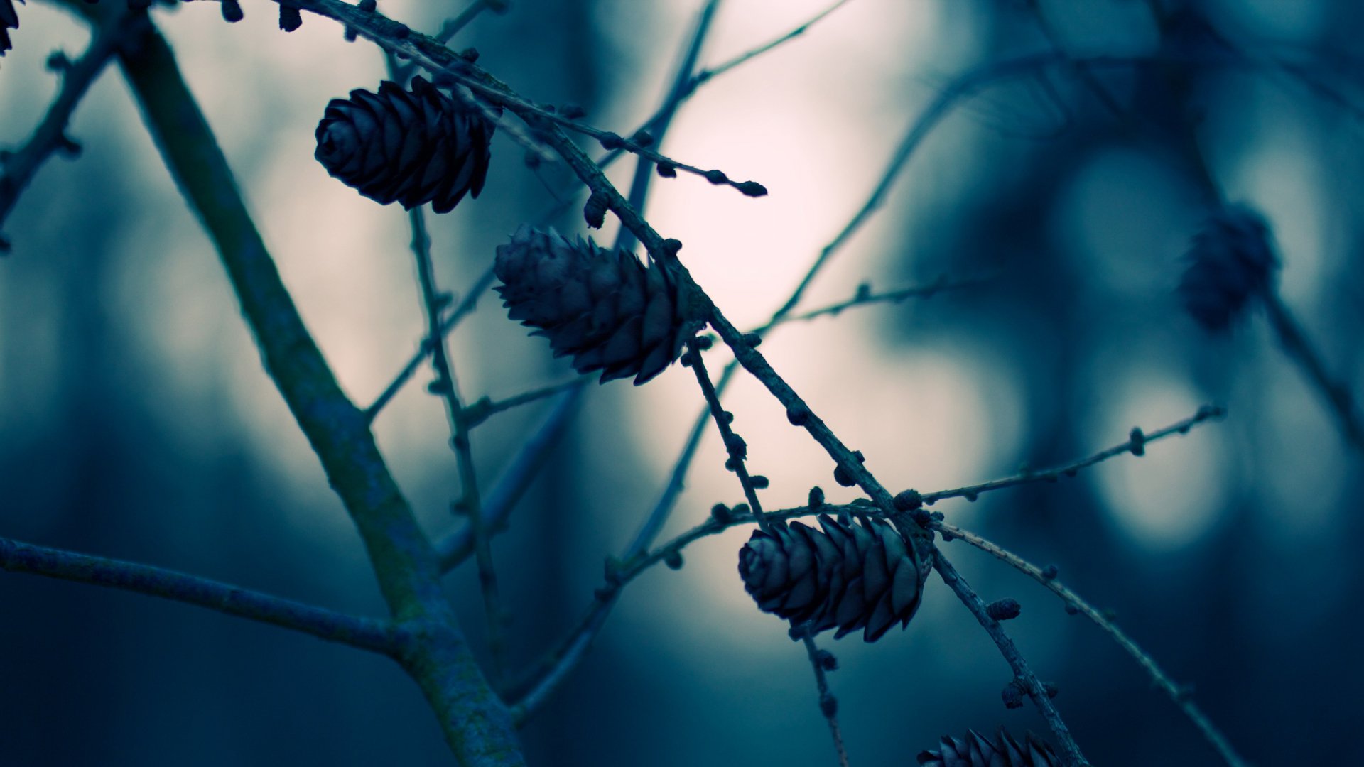 Download Nature Close-up HD Wallpaper