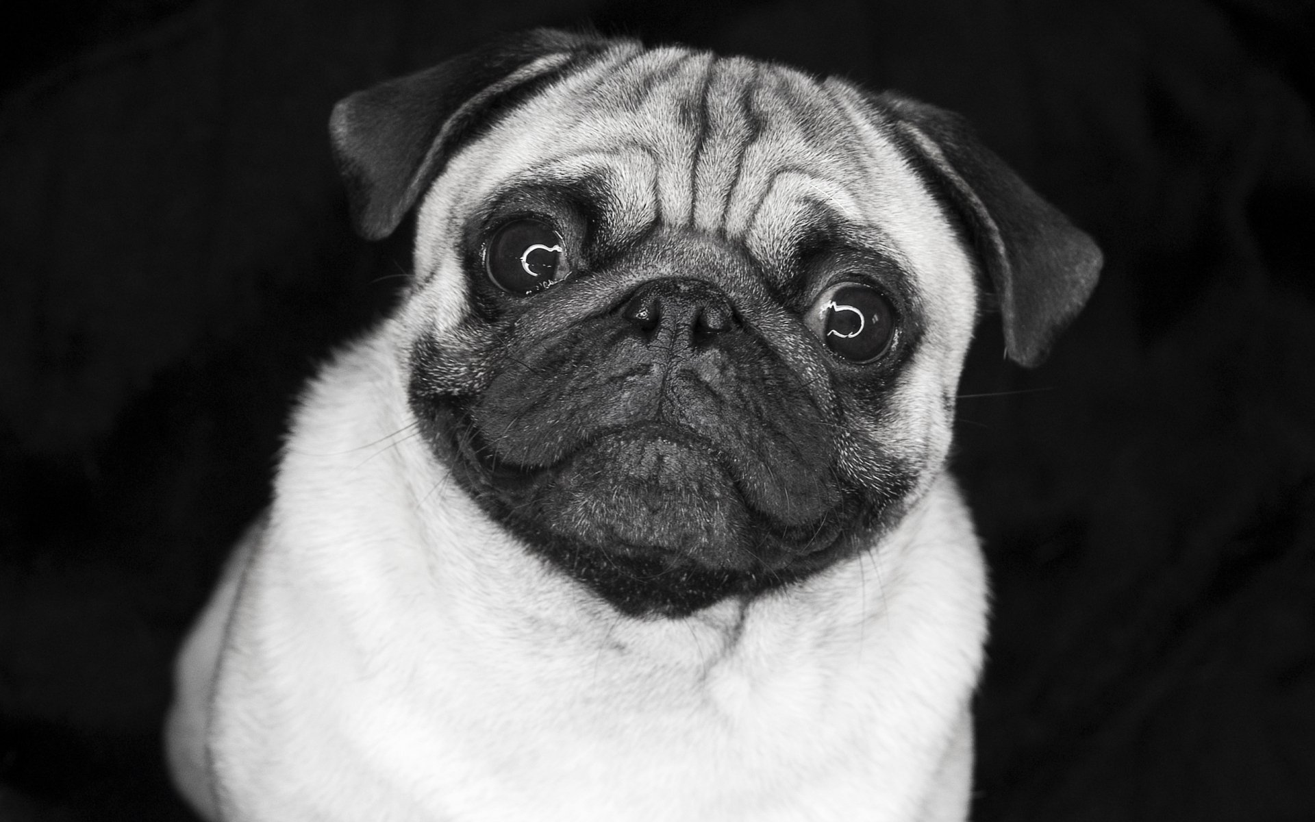 A close-up of an adorable pug against a black background, showcasing its expressive face. This HD image works well as a desktop wallpaper or background.