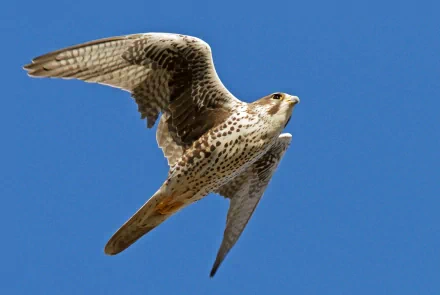 Animal falcon HD Desktop Wallpaper | Background Image
