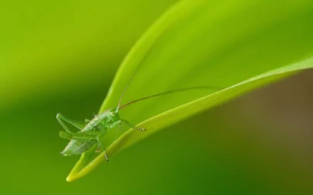 Animal grasshopper HD Desktop Wallpaper | Background Image