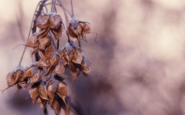 nature close-up HD Desktop Wallpaper | Background Image