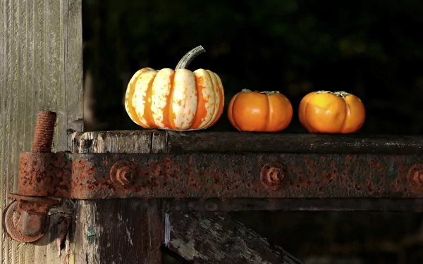A vibrant display of pumpkins on a rustic wooden shelf, featuring one striped pumpkin and two solid orange pumpkins. An inviting HD desktop wallpaper background celebrating autumn.