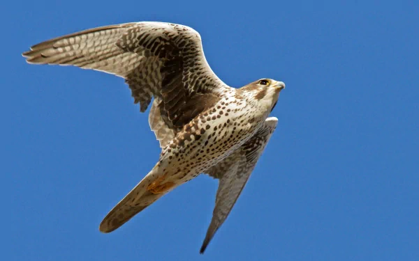 Animal falcon HD Desktop Wallpaper | Background Image