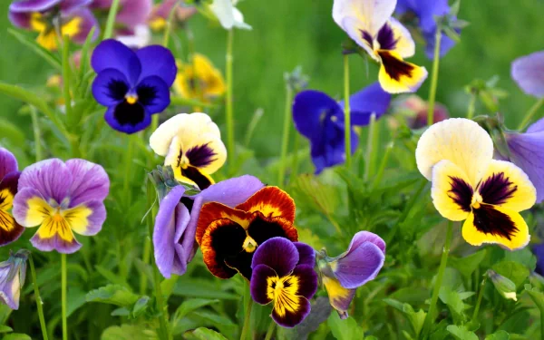 A vibrant cluster of pansy flowers in various colors blooms against a lush green background, captured in stunning 4K Ultra HD for a nature-inspired desktop wallpaper.