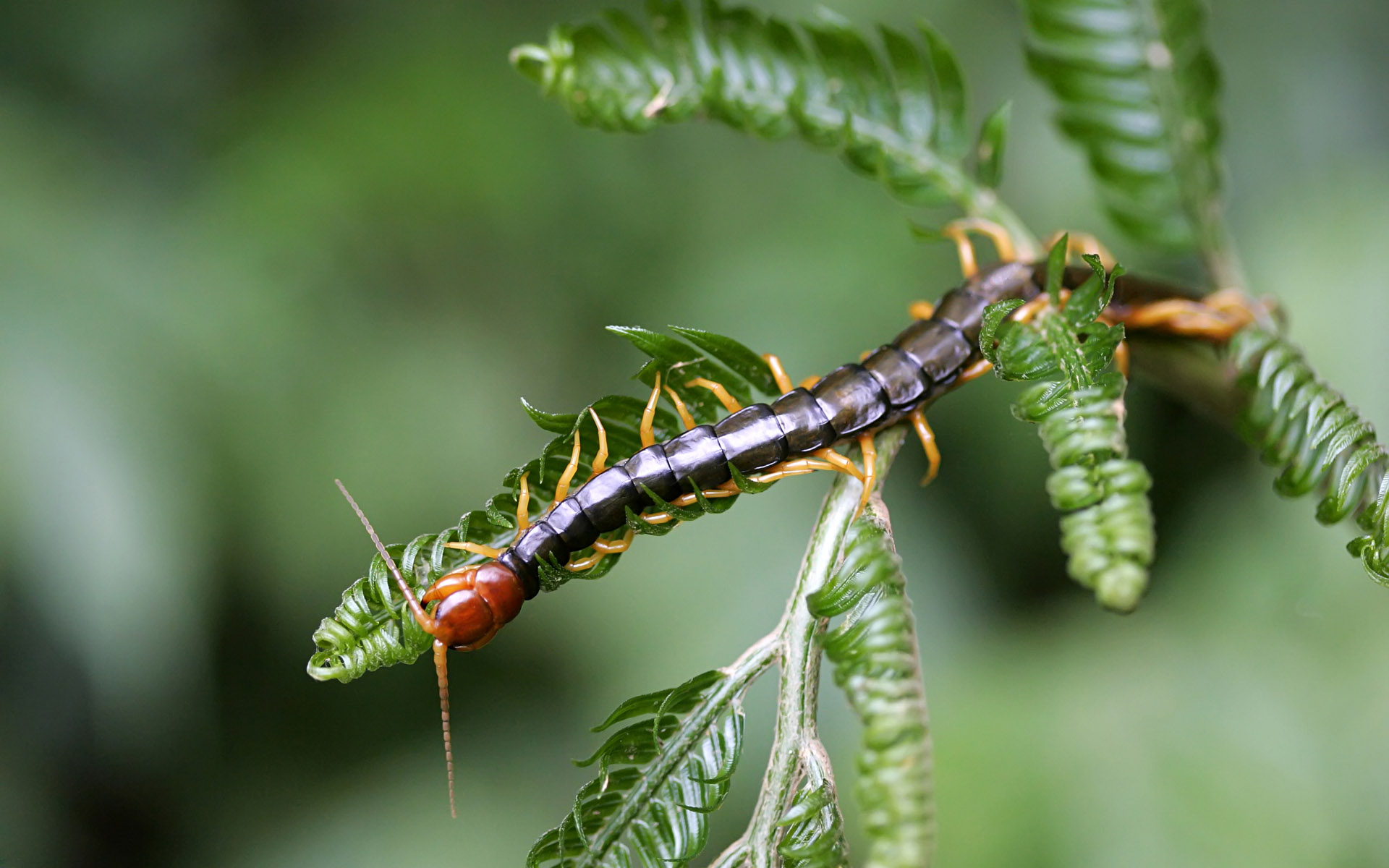 Download Millipede Insect Animal Centipede HD Wallpaper