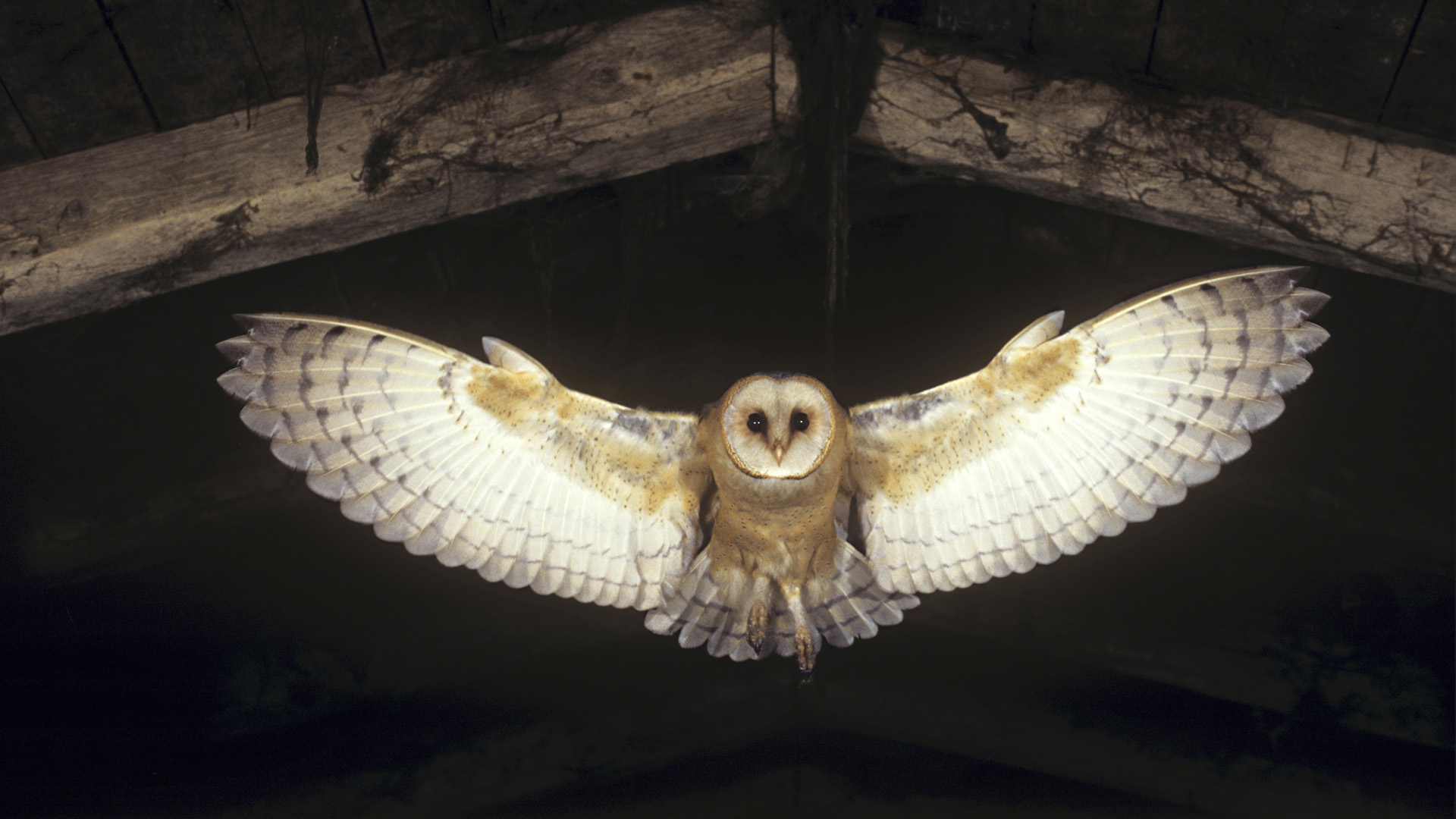 Barn owl HD Wallpaper | Background Image | 1920x1080 | ID:353395