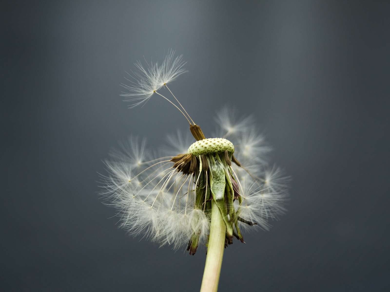 Nature Dandelion Wallpaper