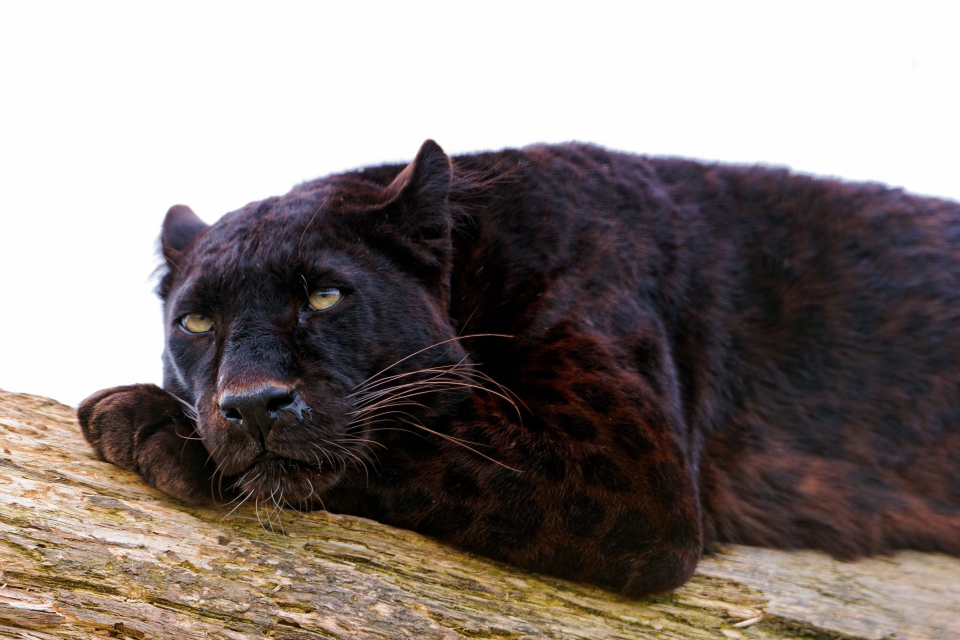 Black Panther 4k Ultra HD Wallpaper | Background Image ...