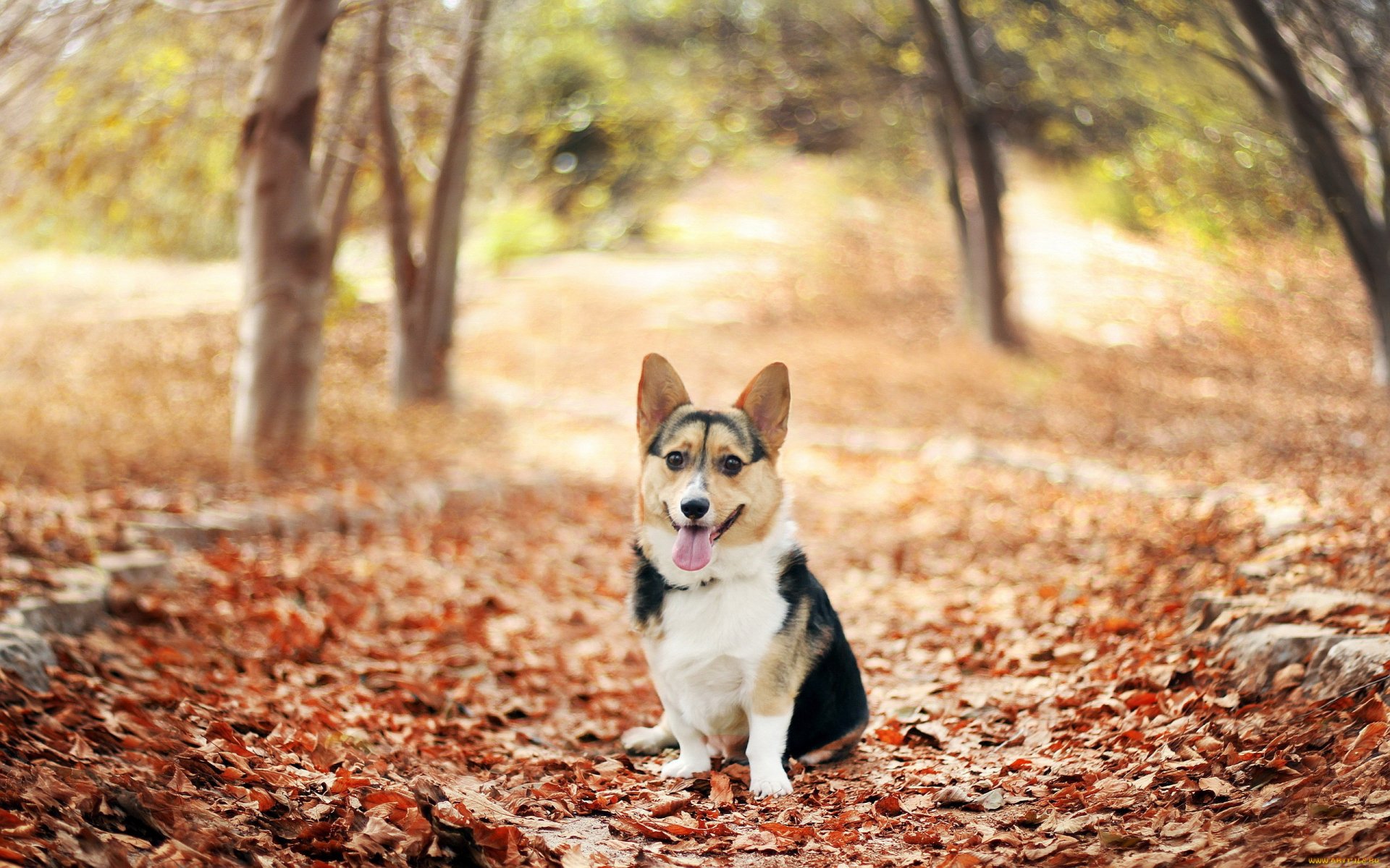 HD desktop wallpaper featuring a cheerful corgi sitting on a leafy forest path surrounded by autumn foliage.