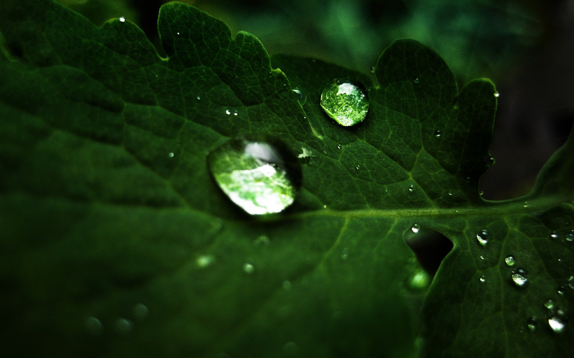 Download Nature Water Drop HD Wallpaper