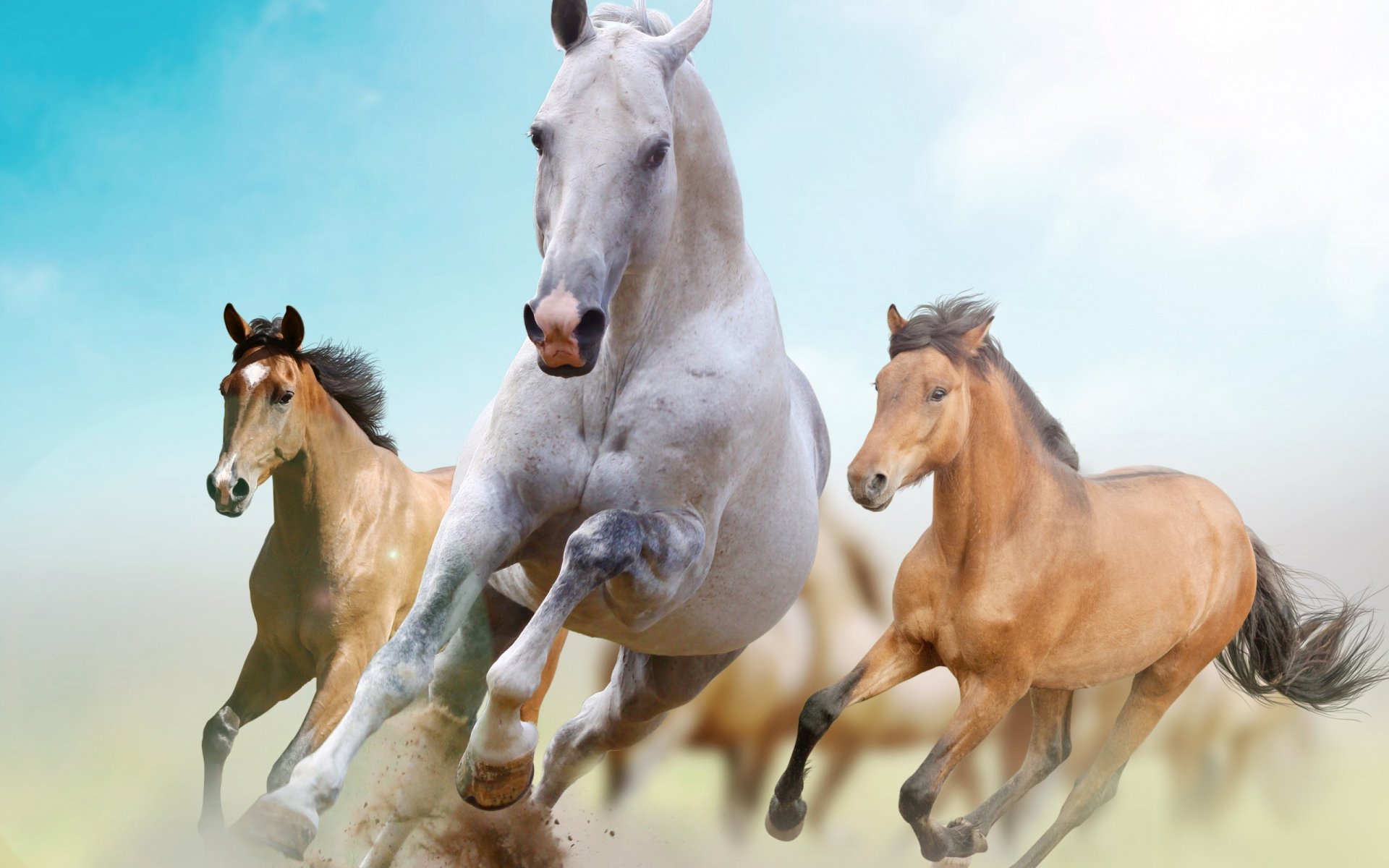 A dynamic HD wallpaper featuring three horses galloping, showcasing their power and grace against a soft, blurred background of blue sky and clouds.