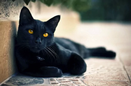 A sleek black cat with striking yellow eyes relaxes on a tiled surface, captured in high definition, making it an engaging desktop wallpaper and background.