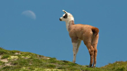 A llama stands on a grassy hill, gazing at the sky, with a clear blue background and a hint of moon visible, creating a serene HD desktop wallpaper.