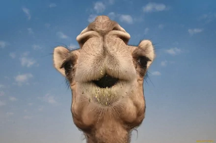 Animal camel HD Desktop Wallpaper | Background Image