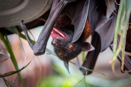 HD desktop wallpaper featuring a close-up of a bat hanging upside down, displaying its wings and bright eyes amidst green foliage.